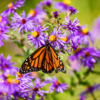 orange butterfly resting on a purple flower