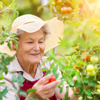 an older woman wearing a sun hat looks at a tomato plant