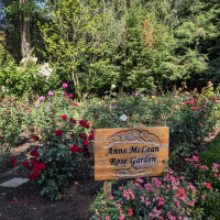 Anne McLean Rose Garden