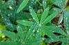 Photo of Lupine Leaves