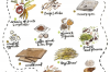 What to put in your compost info graphic