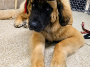 Photograph of Gunnar who graduated from his Intermediate Obedience class 