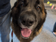 Picture of Library Dog Booker wearing a party hat during his 5th birthday party. 