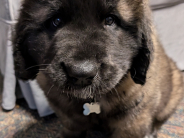Picture of Ryder on the First Day of the Job