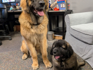 photograph of Gunnar and 8-week-old Ryder. 