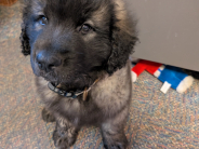 Picture of Sarge taken November 12, 2025.