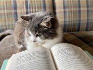 a cat sitting in front of an open book