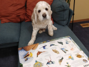 a dog sitting in front of an open book