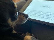 a dog sitting in front of an e-reader
