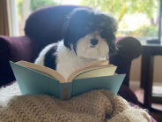 a dog sitting in front of an open book