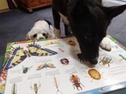 two dogs sitting in front of an open book