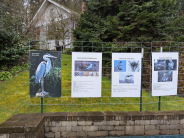 Heron Posters
