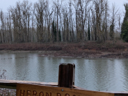 Heron Rookery