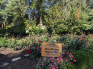 Rose Garden