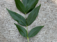 Green Ash