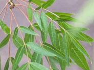 Raywood Ash