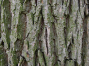 Oregon Ash Bark