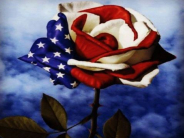 Patriotic Rose