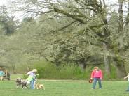 Dog Parks In West Linn Oregon Dog Parks In West Linn Oregon