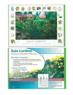 Rain Garden image