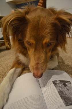 a brown dog looking at a book on the floor in front of him