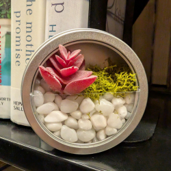 Picture of the terrarium take and make
