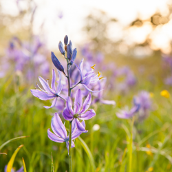 a photo of a camas flower