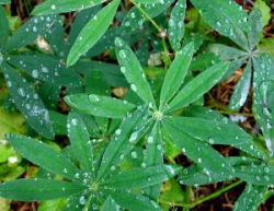 Photo of Lupine Leaves