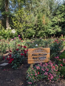 Anne McLean Rose Garden