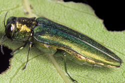 Emerald Ash Borer