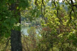 River view through trees
