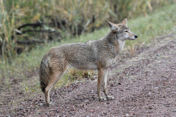 Coyote