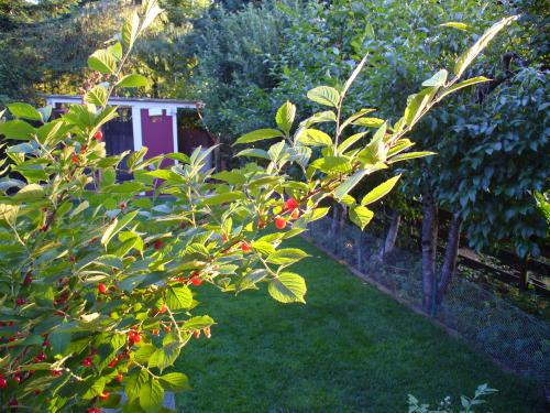 Edible Landscapes For Food And Beauty Right At Home City Of West Linn