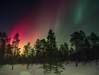 Trees in snowy field with northern lights in background