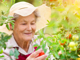 an older woman wearing a sun hat looks at a tomato plant