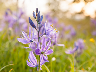 a photo of a camas flower