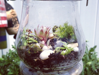 diy terrarium